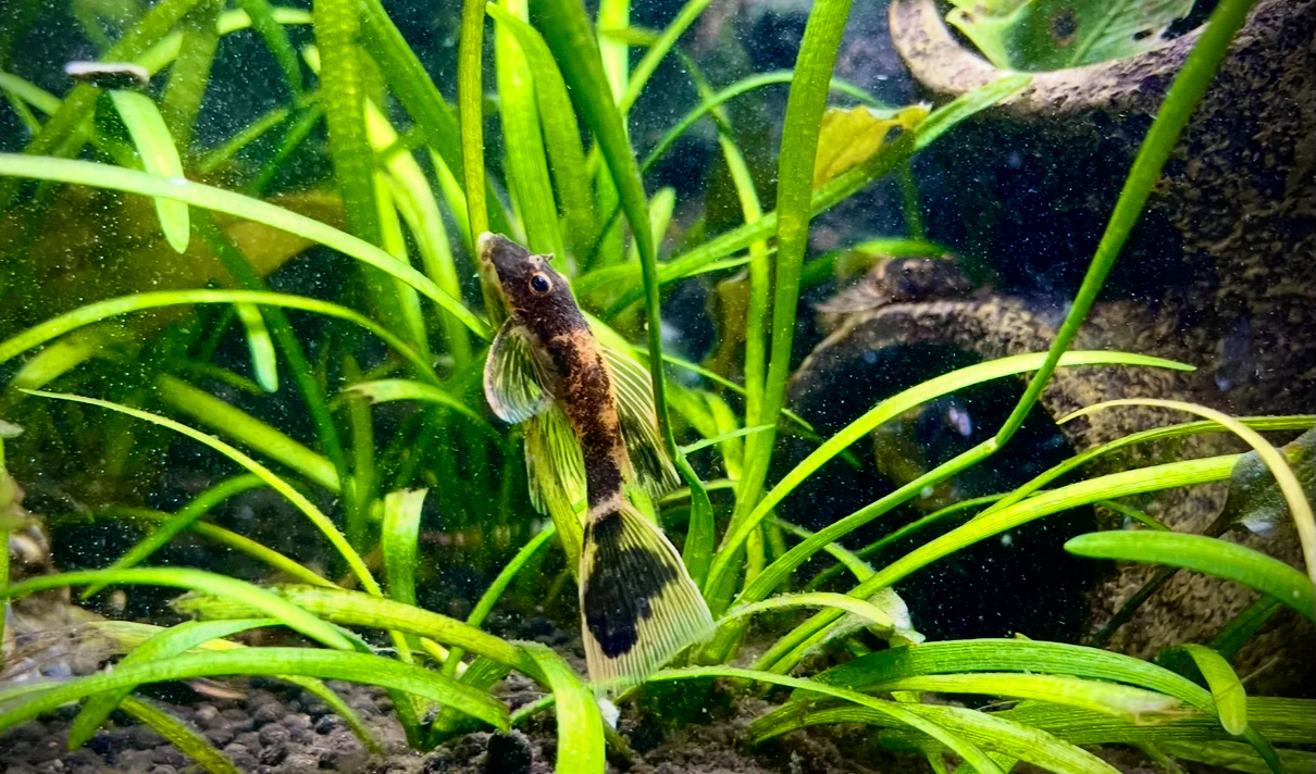 Ancistrus calico long fin bristlenose Pleco 7-8cm