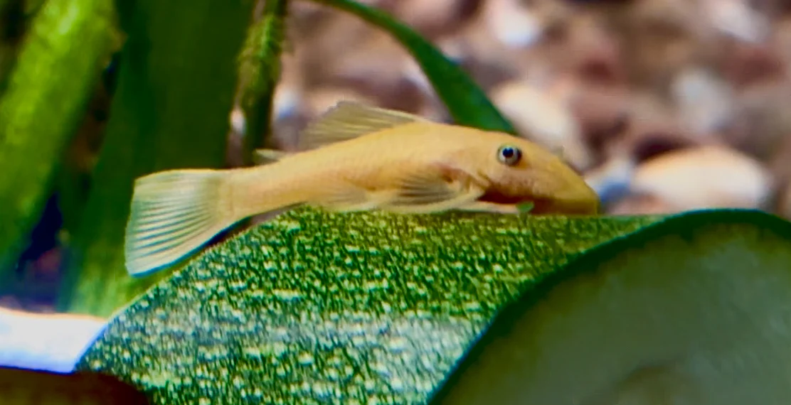 Ancistrus Lemon blue eye short fin 6cm