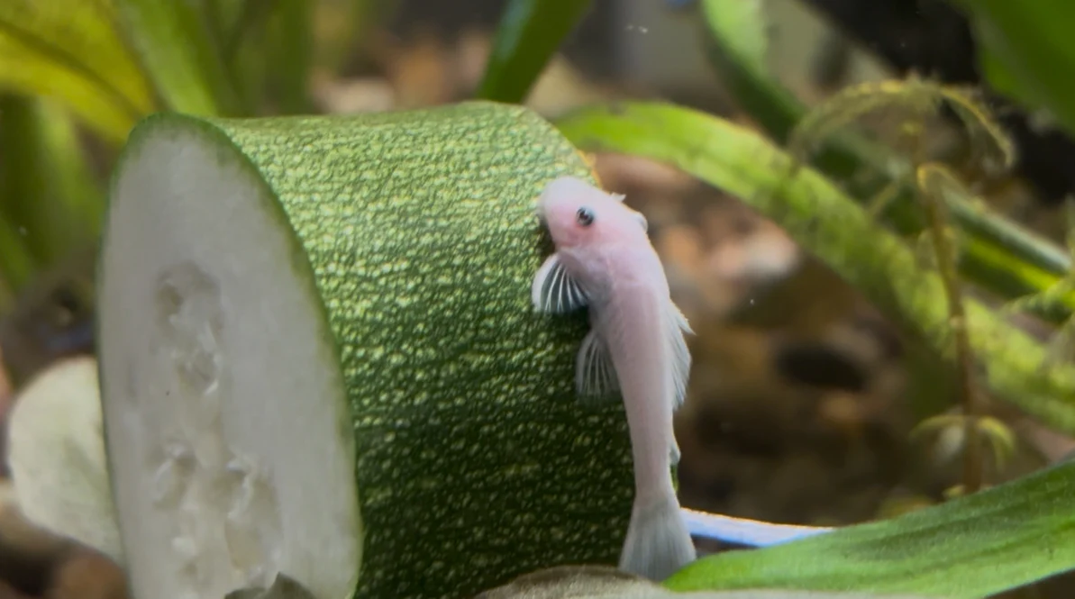 Ancistrus Snow White short fin 5cm