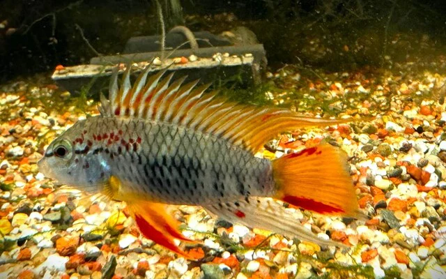 Apistogramma D33 pair 4cm