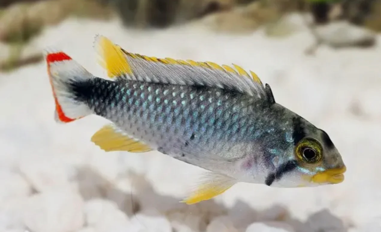 Apistogramma Panduro 3cm male and female pair - Image 2