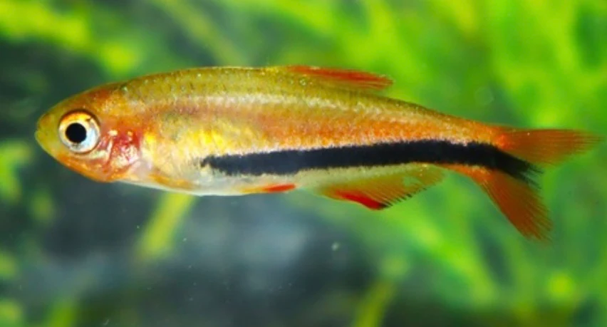 Black arrow tetra - Incaichthys sp. Black arrow