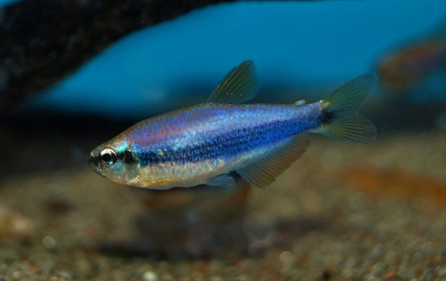 Blue emperor tetra - Inpaichthys kerri