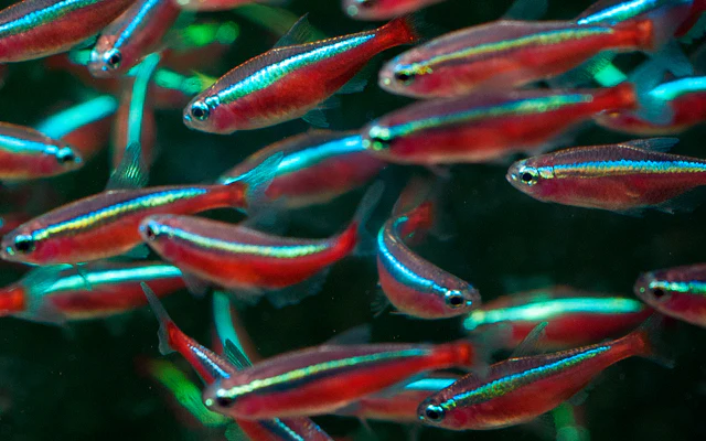Cardinal tetra - Paracheirodon axelrodi 2.5cm