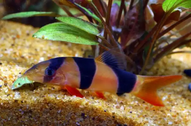Clown loach - chromobotia macracanthus