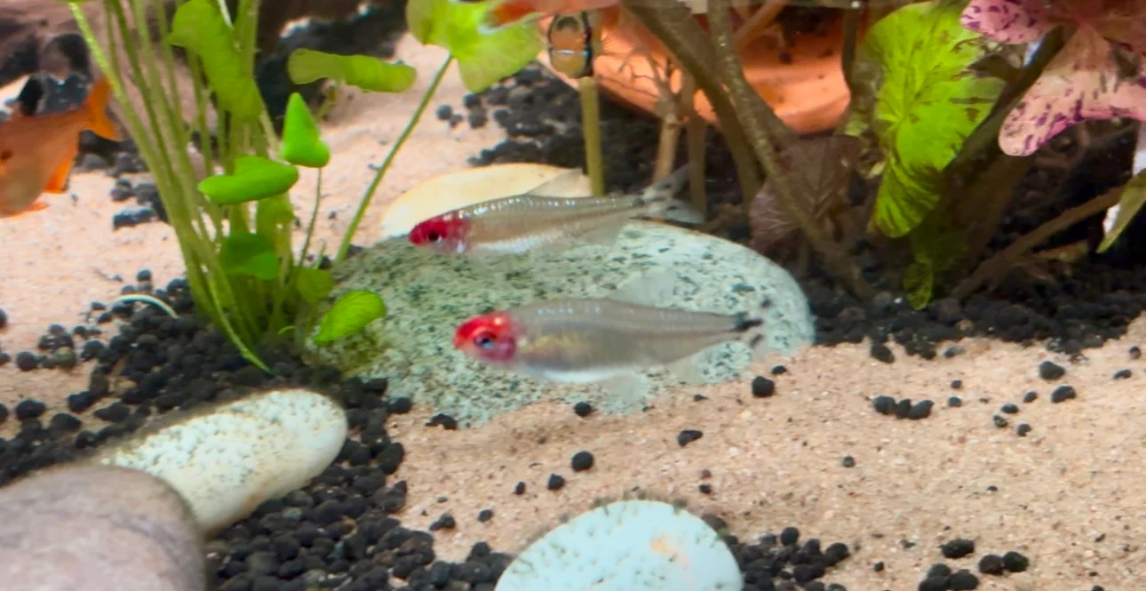 Diamond Rummynose tetra - Hemigrammus rhodostomus diamond 3-4cm