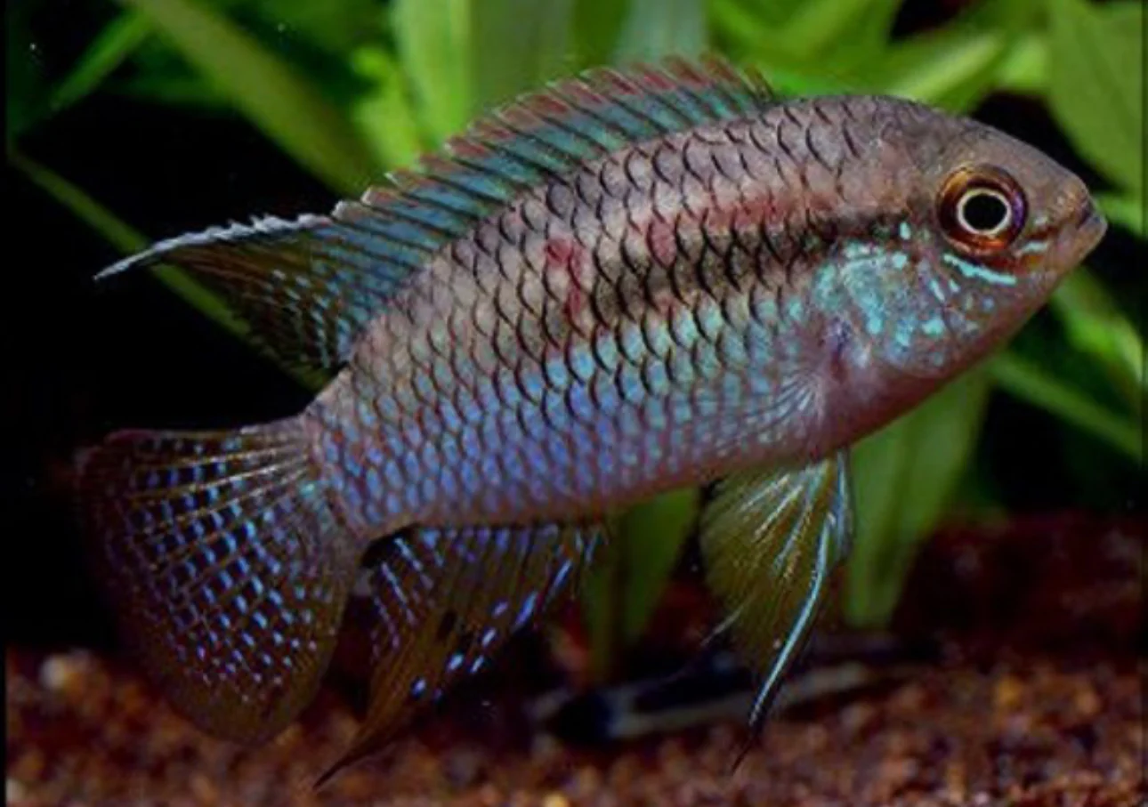Dwarf flag Acara - Laetacara aequidens curviceps 4cm pair