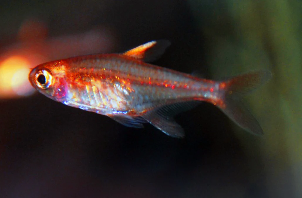 Ember tetra - Hyphessobrycon amandae 2cm