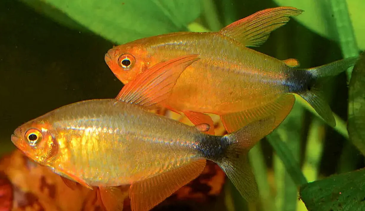 Hyphessobrycon peugeoti juveniles 3cm