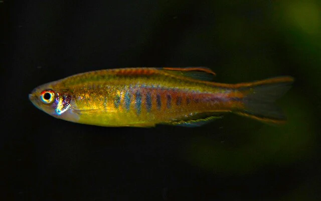 Glowlight danio - devario choprae 2-3cm