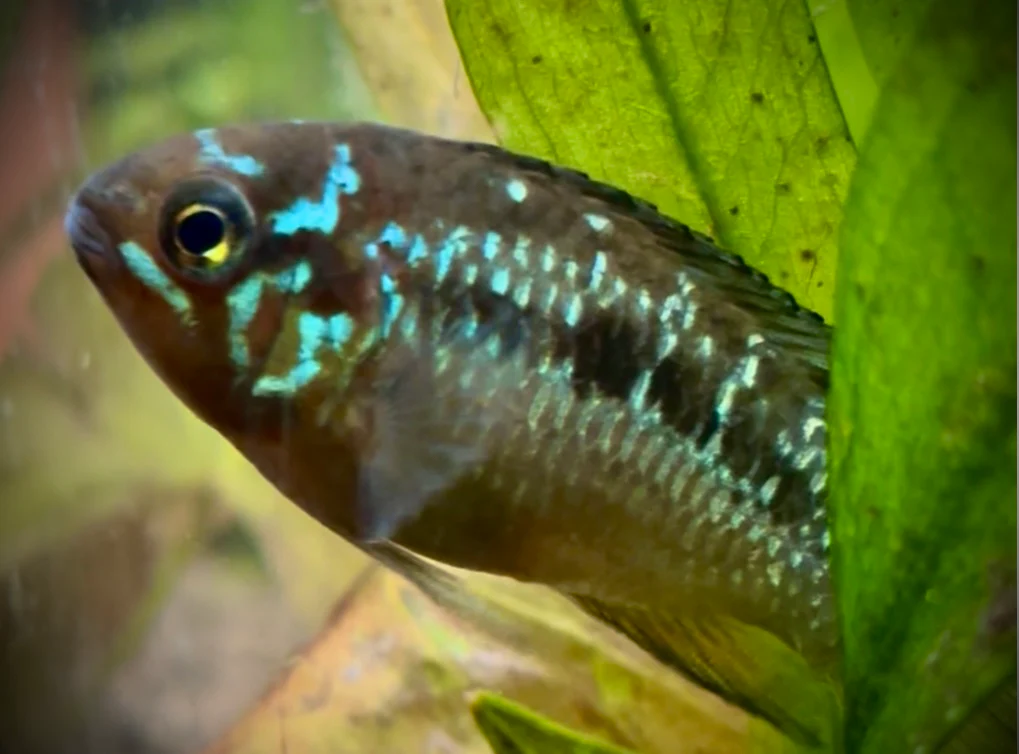 Ivanacara bimaculata sexed pair RARE