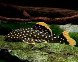 L177 queen gold seam gold nugget pleco 6-7cm