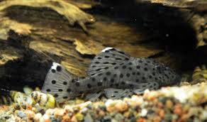 L264 sultan pleco 4cm
