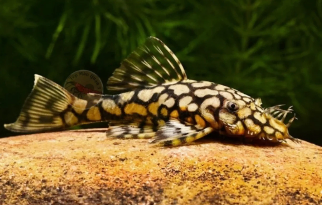 L519 Rio intenez pleco 8cm male