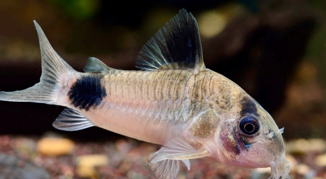 Panda corydora - Hoplisoma panda 3cm