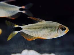 Racoon tetra - Hyphessobrycon procyon 2-3cm