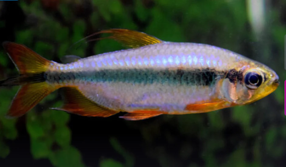 Red cherry Congo Tetra - Alestopetersius brichardi red 5-6cm