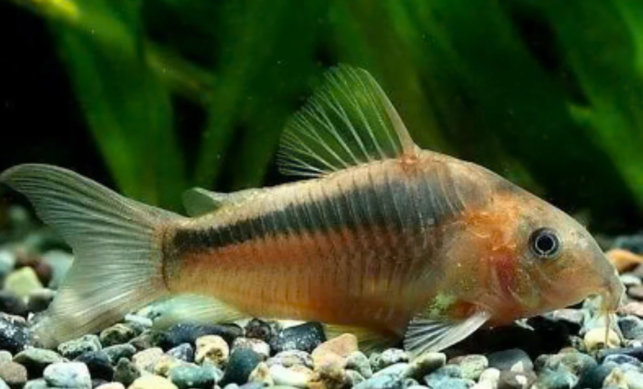 Rusty corydoras - Osteogaster rabauti group of 6