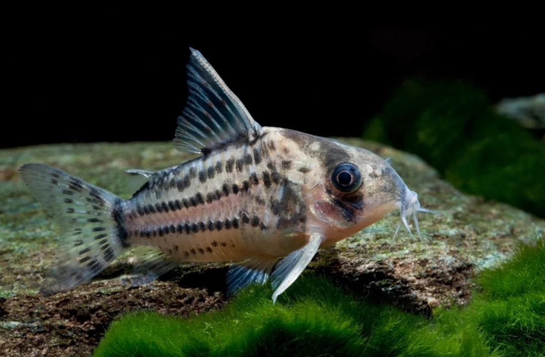Schwartz’s cory - Hoplisoma schwartzi wild 4-5cm