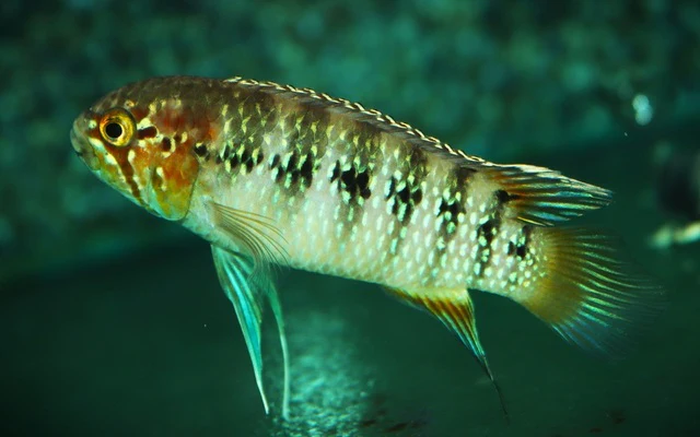 Zebra acara - Ivanacara adoketa 7cm XL male